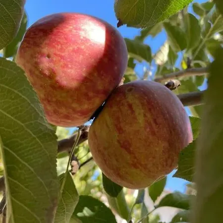 Casa Da Fiteira * Mogadouro (Braganca)