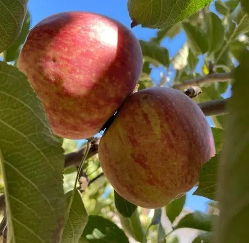 Casa Da Fiteira * 莫加多鲁