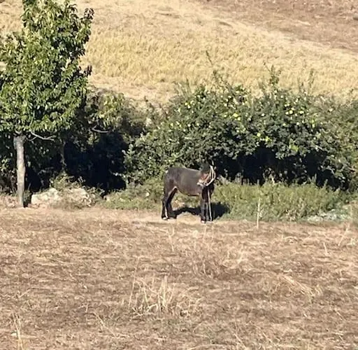 Casa Da Fiteira 莫加多鲁